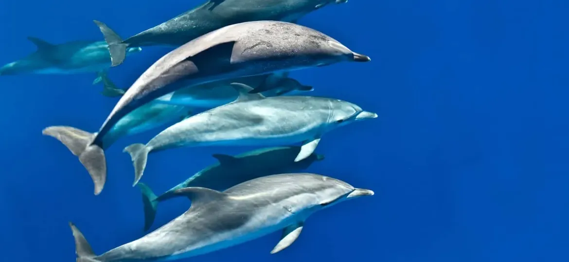 WDC, Whale and Dolphin Conservation